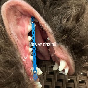 perro con tratamiento veterinario en la dentadura en pagina Odontología Veterinaria Valencia