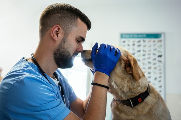 veterinario acariciando canino en pagina de En Mena Odontovet, la salud y el bienestar bucodental de tus mascotas son nuestra prioridad. Liderados por el Dr. Rafael Mena Cardona, nuestro equipo de profesionales altamente cualificados se dedica con pasión a ofrecer los tratamientos más avanzados en odontología veterinaria. Nos comprometemos a brindar un cuidado compasivo y experto, utilizando las técnicas más innovadoras para asegurar la mejor calidad de vida para tus compañeros peludos